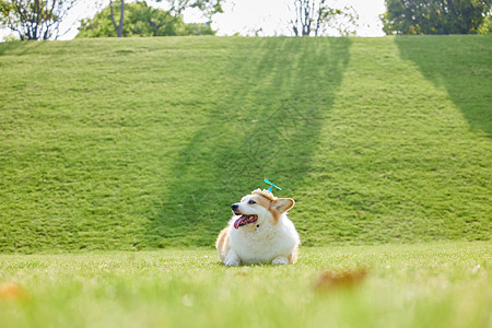 草地上的宠物柯基狗生活方式高清图片素材