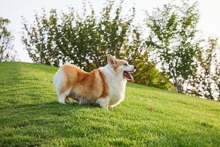 草地上玩耍的宠物柯基狗公园高清图片素材