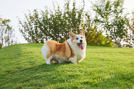 草地上的宠物柯基狗犬高清图片素材