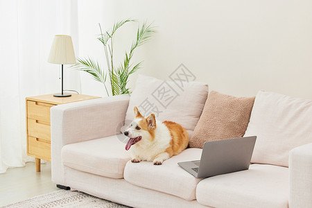 客厅沙发上的乖巧柯基犬图片
