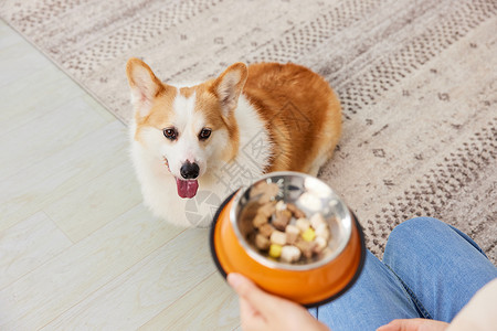 宠物食盆按钮柯基犬渴望吃零食冻干背景