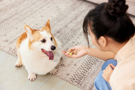 喂宠物柯基吃冻干特写饥饿高清图片素材