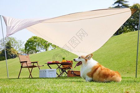 户外露营草坪上的柯基狗狗背景图片