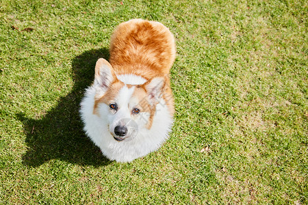 草地上的柯基狗狗图片