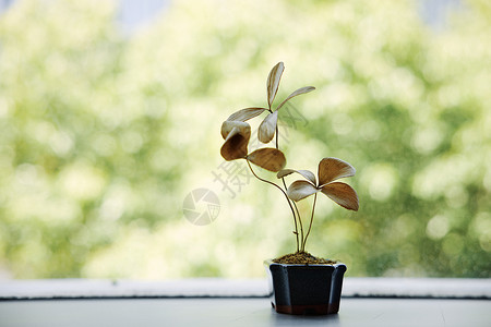 窗台上的植物窗户高清图片素材