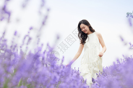 浪漫小清新夏季花朵柔美女性走在薰衣草花田背景