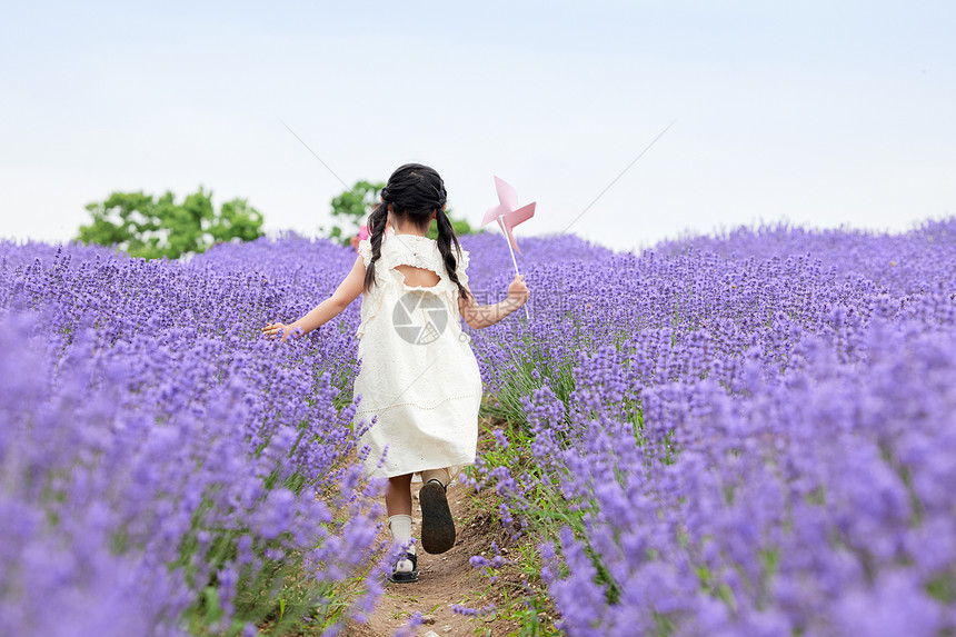 小女孩在薰衣草花田拿着风车奔跑背影图片