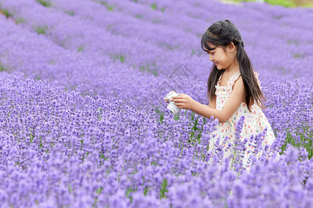 花园拍摄小女孩手拿照相机在薰衣草花田拍摄背景