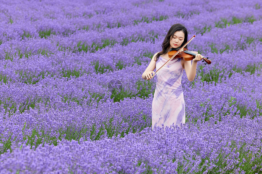 薰衣草花田里拉小提琴的女性图片