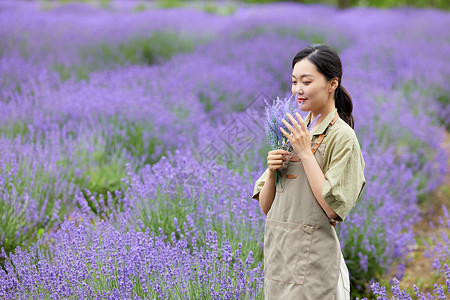 一束紫色花女性园丁闻手里的一束薰衣草背景