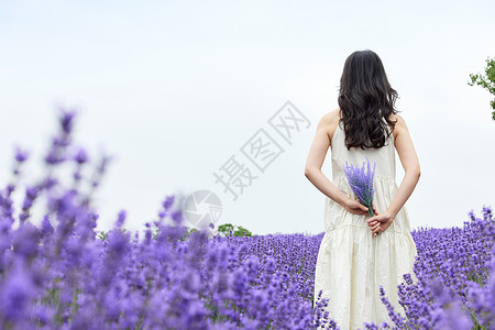 花园女人手拿一捧薰衣草的女性背影背景