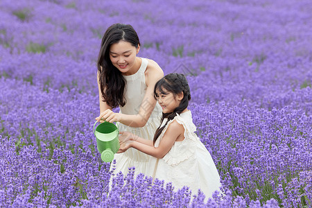 母女给薰衣草浇水高清图片