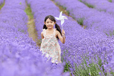 小女孩在薰衣草花田拿着风车奔跑高清图片