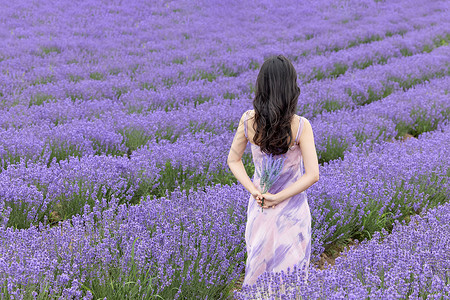 优雅女性站在薰衣草花丛中背景