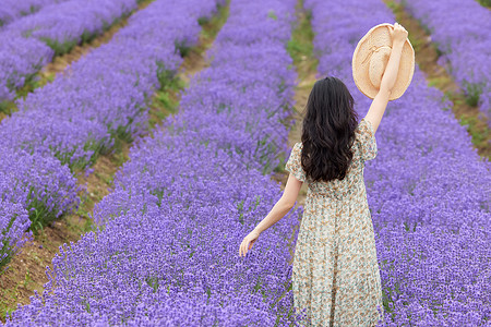 黄裙子短发女孩薰衣草花田游玩的女性背影背景