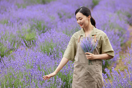 一束紫色花女性园丁手拿一束薰衣草背景