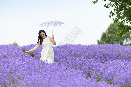 一把紫色的伞在薰衣草花田散步的美丽女性背景
