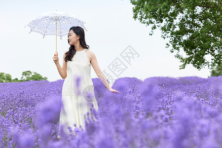 一把紫色的伞撑着阳伞走在薰衣草花田的女性背景