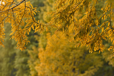 秋天树叶泛黄的秋色形象背景图片