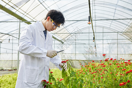 种植园里培育花朵的科研人员图片