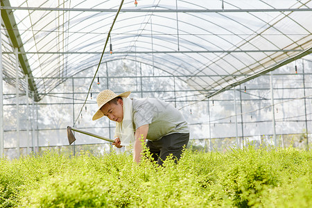 锄草种植园中拿着锄头劳作的农民背景