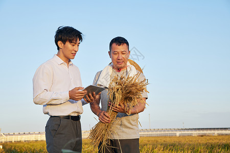 科研人员记录小麦生长情况背景图片