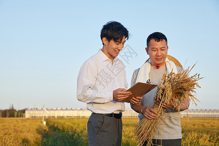 看书的农民科研人员记录小麦的生长情况背景