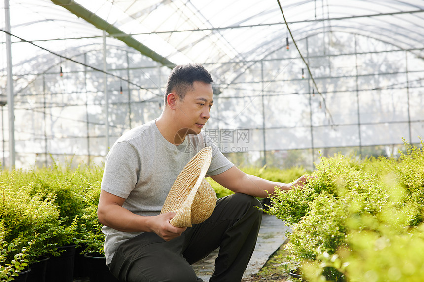 农民蹲着查看植物图片