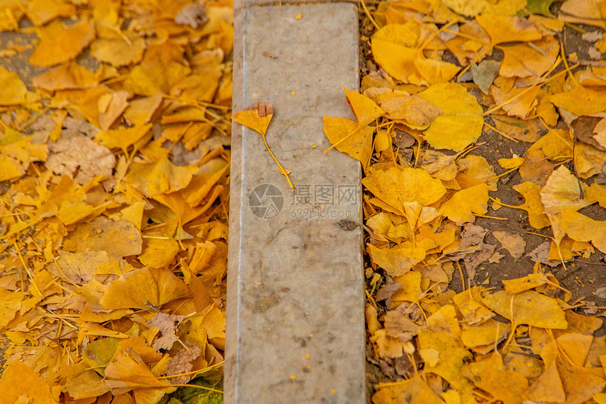 北京地坛公园秋天红墙与银杏图片
