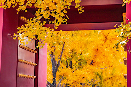秋天红墙与银杏背景图片