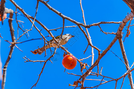初冬柿子上的小鸟高清图片