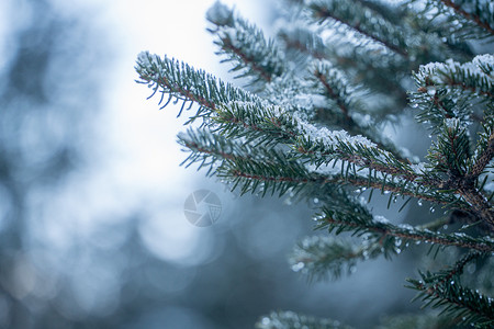 叶子雪冬天冰冻的树叶背景