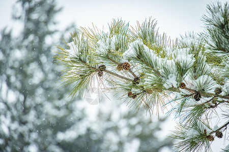 雪地松树冬季雪中的松树背景