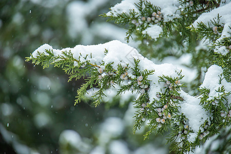冬季雪中的树叶高清图片