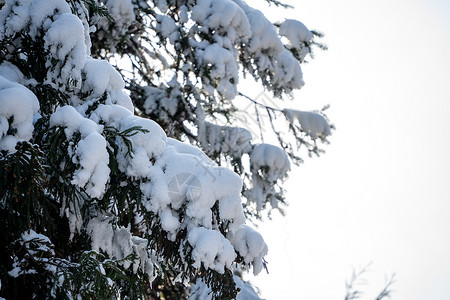 冰冻叶子冬天冰雪中的植物背景