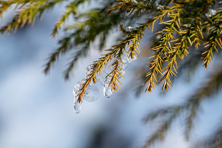 冬天冰雪中的植物高清图片