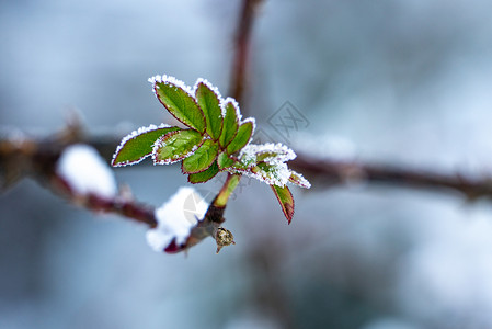 冰冻叶子冬天冰雪中的植物背景