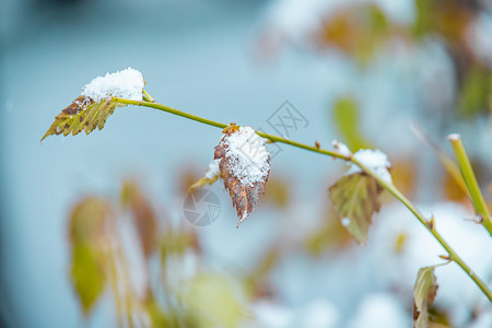 雪地松树冬季雪中的松树叶背景