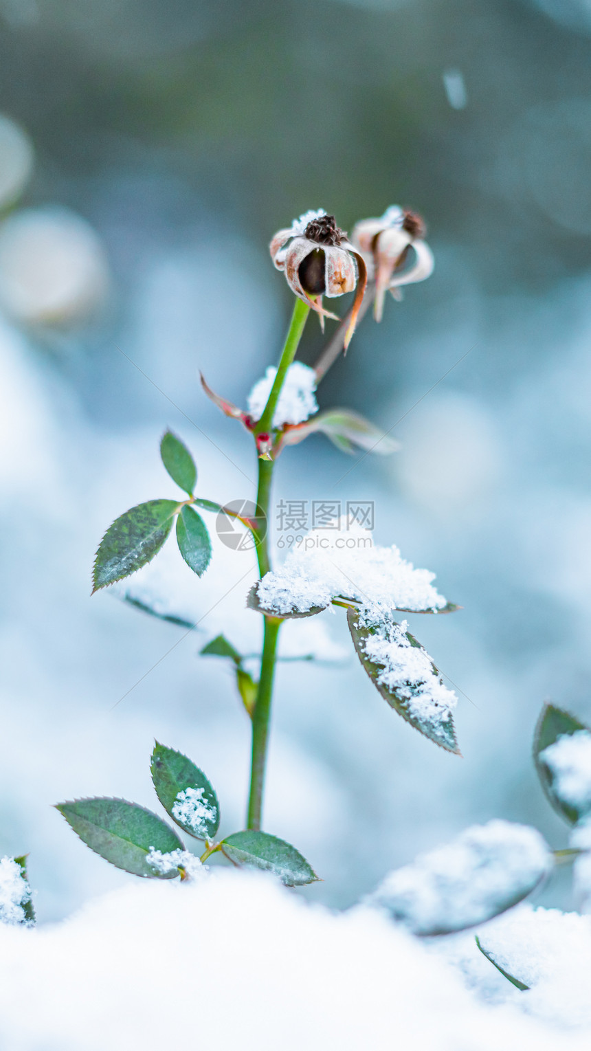 冬季雪中的树叶图片