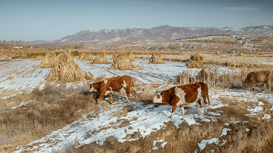 玉米秆内蒙古冬季山区冰雪农田牛群景观背景