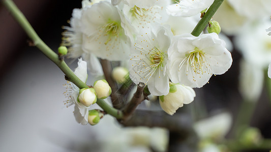 冬季盛开的花冬季梅花特写背景