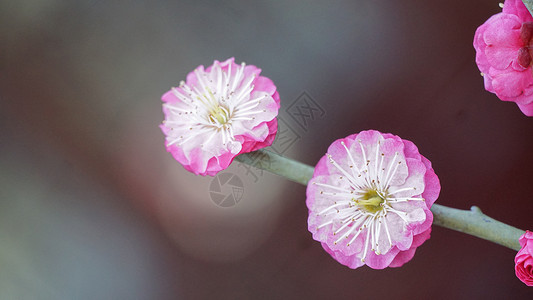 盆栽紫薇花冬季梅花特写背景