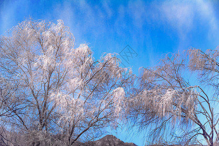 冬季蓝天冰挂树木背景图片