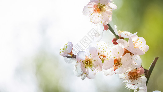 红梅怒放冬季早春梅花特写背景