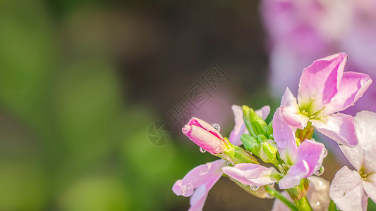 春天花瓣上的雨水高清图片