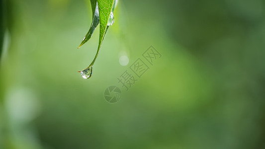 水滴绿叶春天叶子滴落的雨水背景