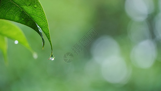 绿色水滴水珠春天叶子滴落的雨水背景