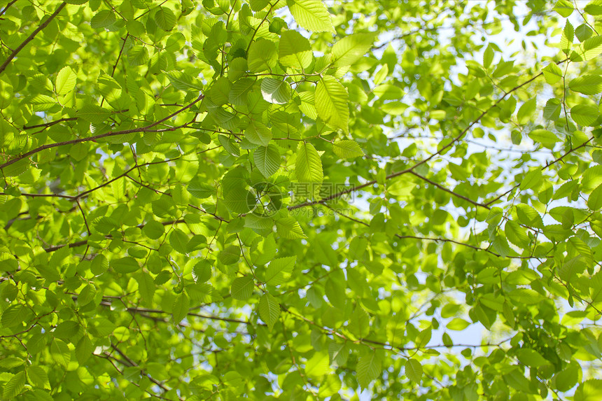 春季新生绿叶榉树图片