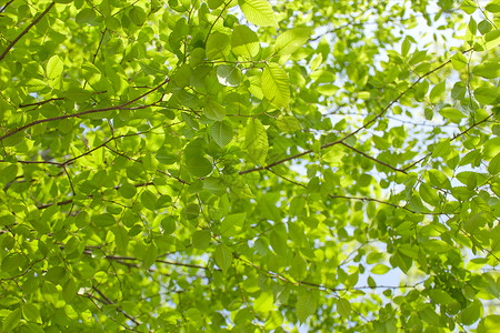 春季新生绿叶榉树高清图片