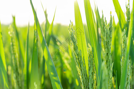 夏日绿油油的稻田高清图片